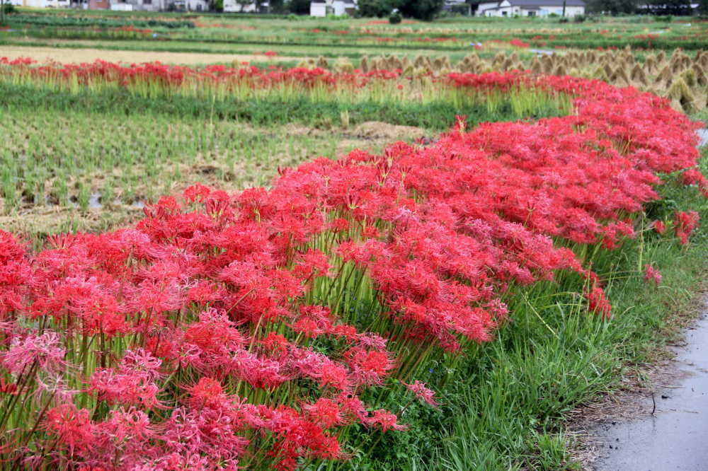 亀岡の田んぼの畦一面に、彼岸花が咲きました。